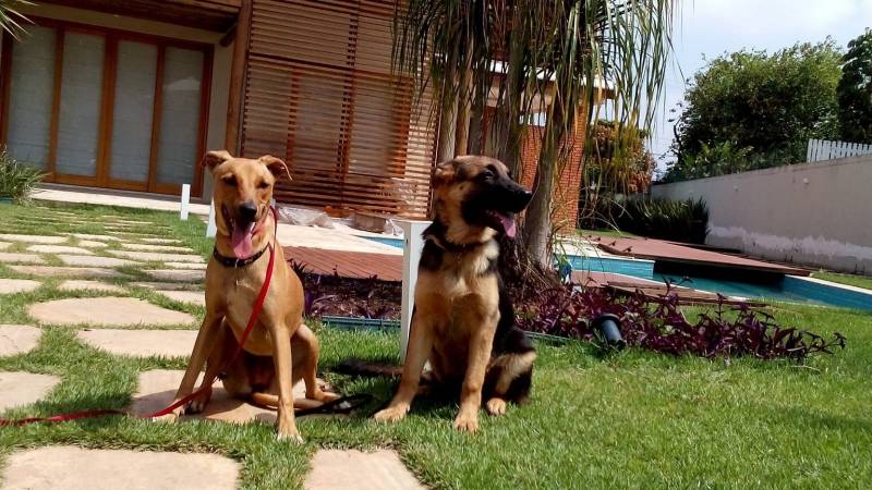 Adestrador a Domicílio Preço Butantã - Adestramento para Cão de Guarda