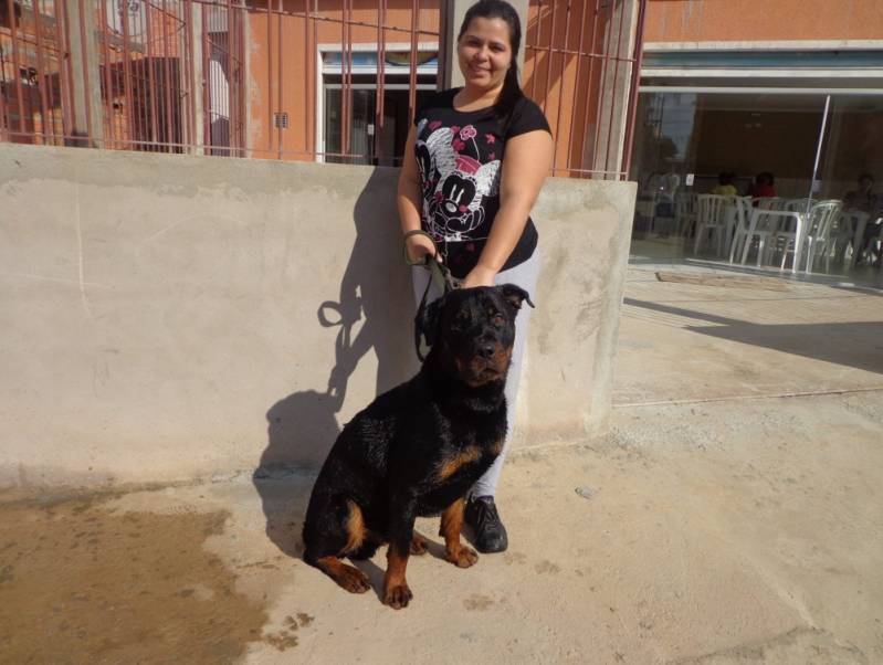 Adestrador Canino Tamboré - Adestrador Canino