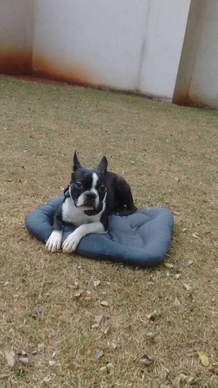 Adestrador Comportamental de Cachorro Alto da Lapa - Adestramento para Cão de Guarda