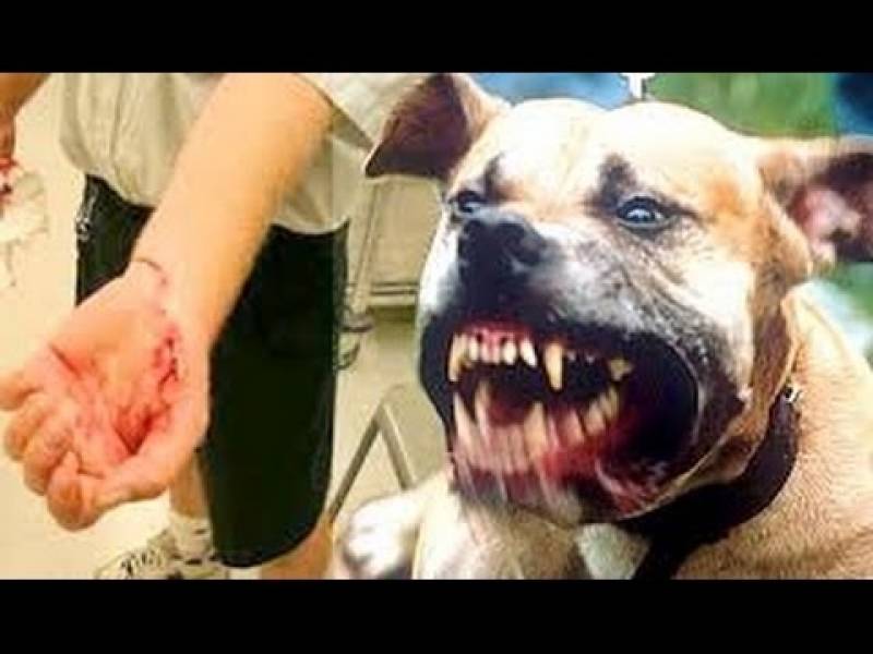 Adestrador de Cachorros Bravos Preço Raposo Tavares - Adestramento de Cães Anti Social