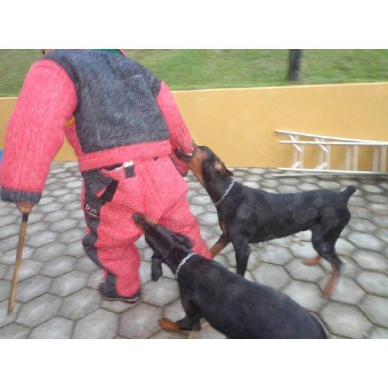 Adestrador de Cães de Guarda Lapa - Curso de Condução de Cães