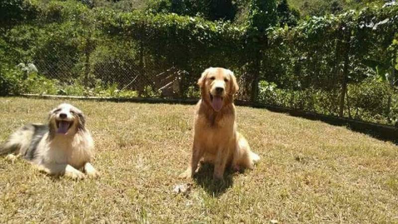 Adestrador de Cães Golden Preço Granja Viana - Adestramento para Cão de Guarda
