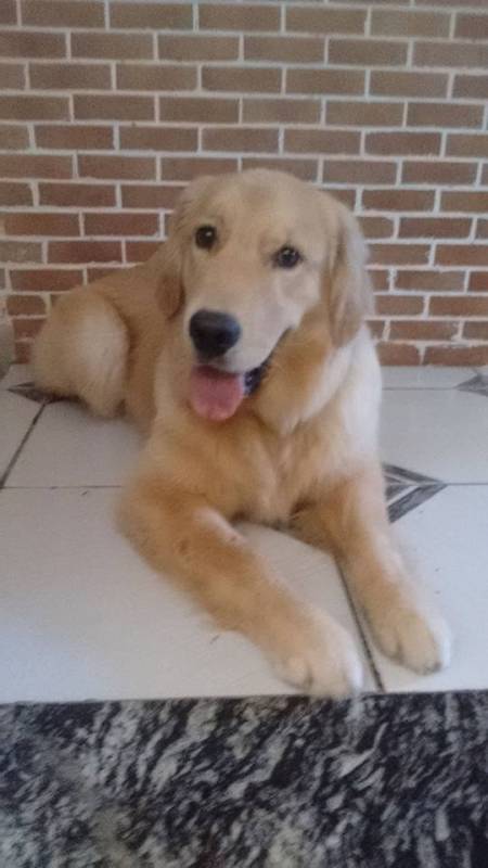 Adestrador de Cães Golden Retriever Preço Santana de Parnaíba - Adestrador de Cães Golden