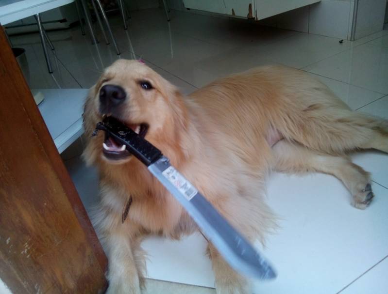 Adestrador de Cães Golden Retriever Rio Pequeno - Adestramento para Cão de Guarda