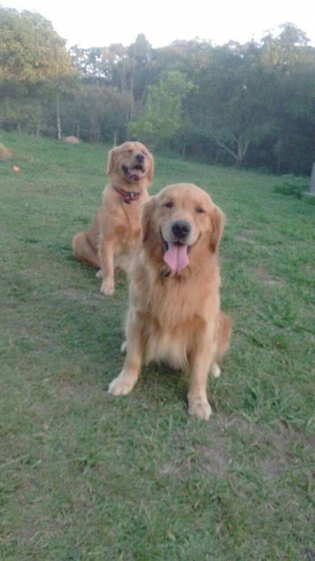 Adestrador de Cães Golden Morumbi - Adestramento para Cão de Guarda