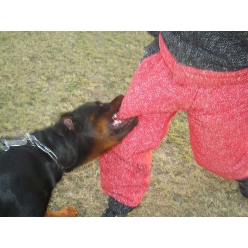 Adestrador de Cães Sp Preço Higienópolis - Adestramento para Cão
