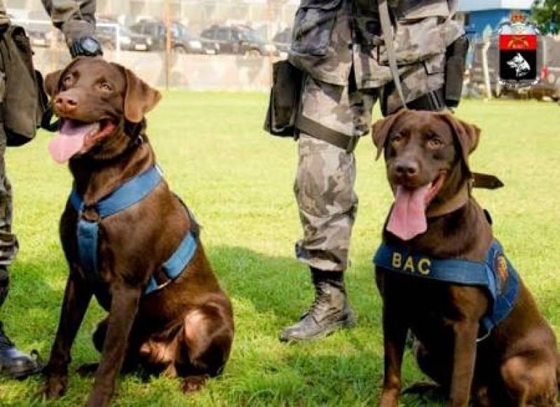 Adestrador de Labrador Preço Santana de Parnaíba - Adestrador de Cachorro Sp