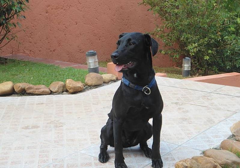 Adestrador de Labrador Cotia - Adestramento para Cão de Guarda