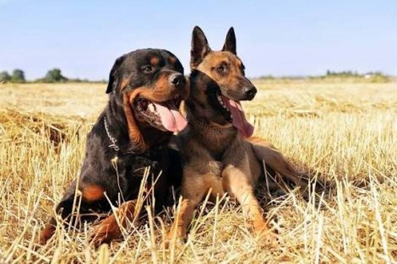 Adestrador para Cachorro Bravos Jardim Bonfiglioli - Adestramento de Cães Raivoso