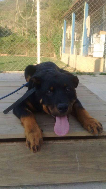 Adestrador para Cachorro de Faro Preço Cotia - Adestrador de Cachorro Sp