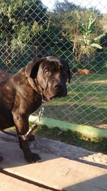 Adestrador para Cachorro de Faro Vila Maria - Adestrador para Cães de Faro