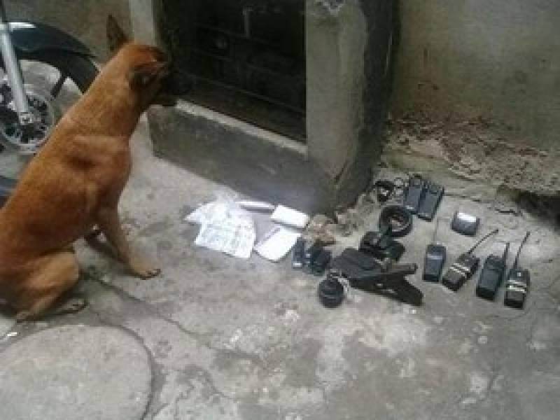 Adestrador para Cães de Faro Preço Raposo Tavares - Adestramento para Cão de Guarda