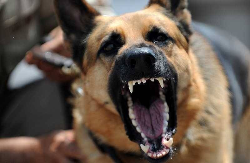 Adestrador para Cão Anti Social Preço Aldeia da Serra - - Adestramento de Cachorros Bravos