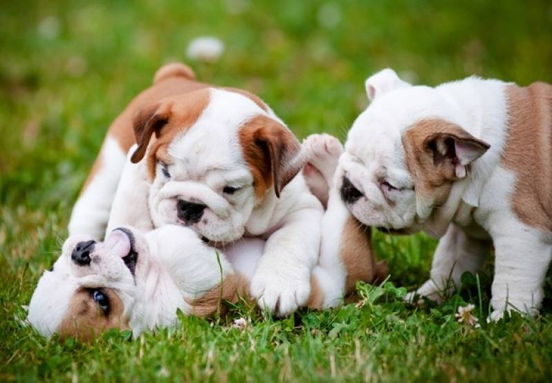 Adestrador para Filhotes de Cachorro Preço Santana de Parnaíba - Adestrador de Cachorro Sp