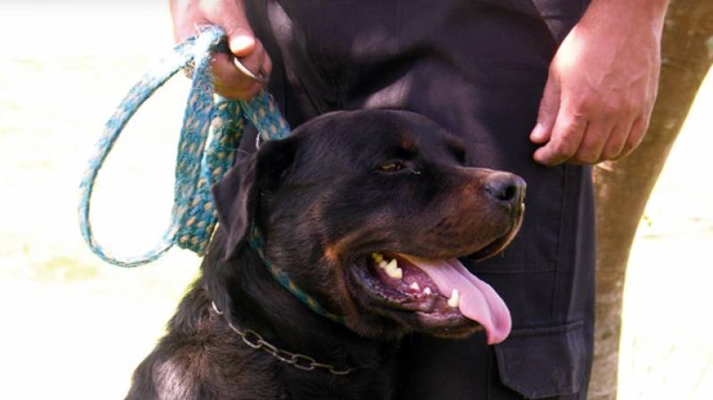 Adestrador Profissional para Cães Bravos Barueri - Curso para Adestrar Cão Bravo