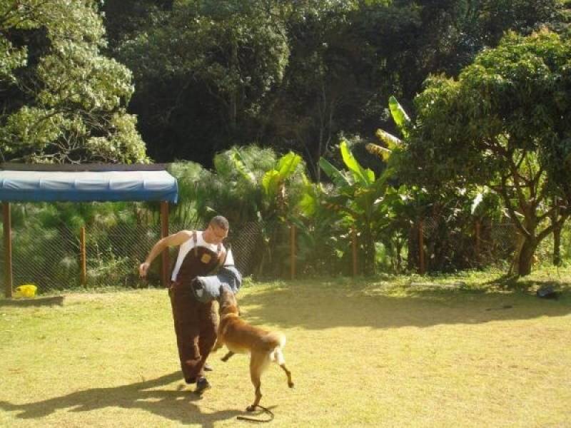 Adestradora de Cães Preço Raposo Tavares - Adestramento de Cão