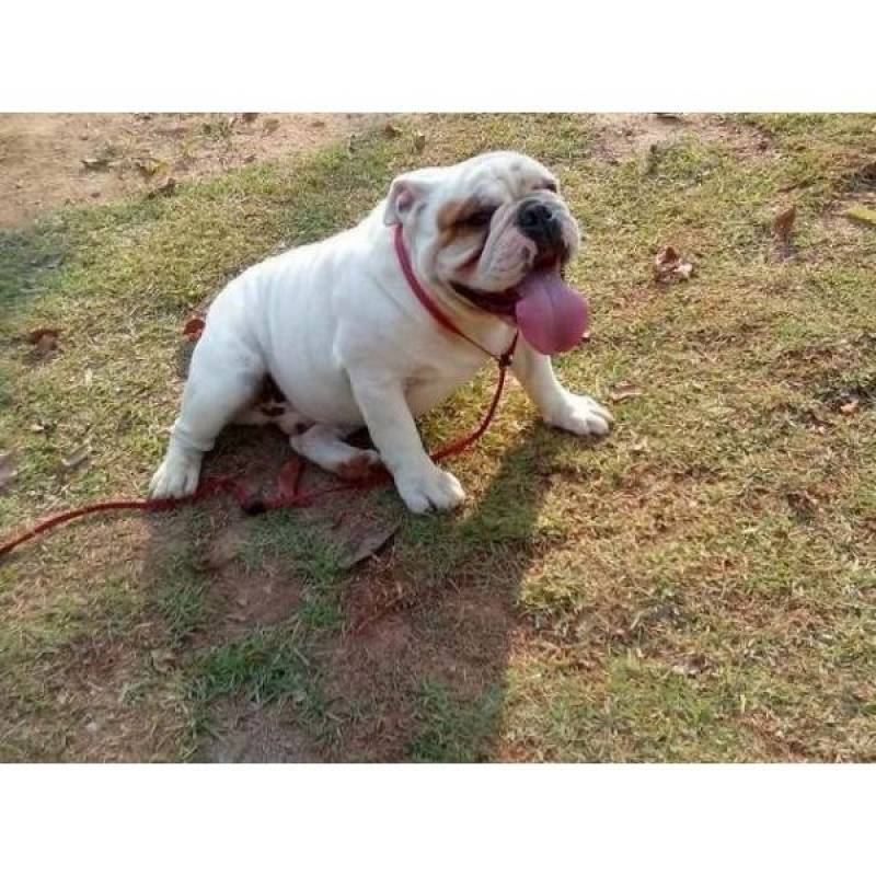 Adestradora de Cães Sp Aldeia da Serra - - Adestramento para Cão