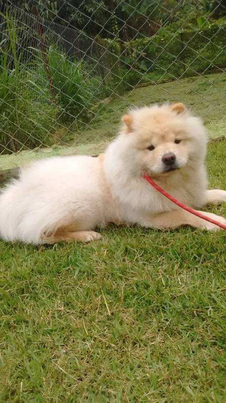 adestrador-de-cachorro-sp