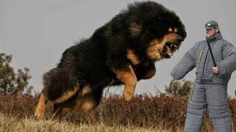 Adestradores de Cachorros Bravos Cotia - Adestramento de Cachorro Selvagens