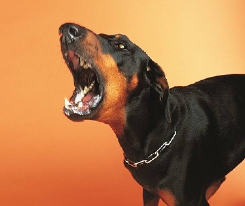 Adestradores de Cães Bravos Santana de Parnaíba - Adestrador para Cão Anti Social