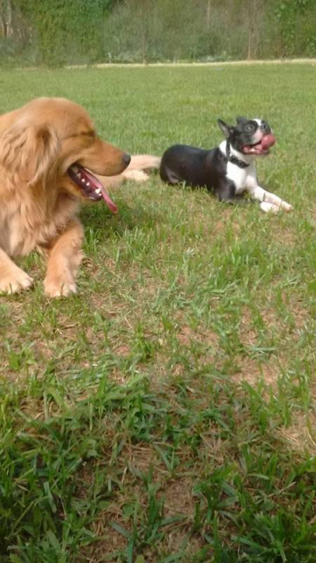 Adestradores de Cães Golden Retriever Bom Retiro - Adestramento para Cão de Guarda