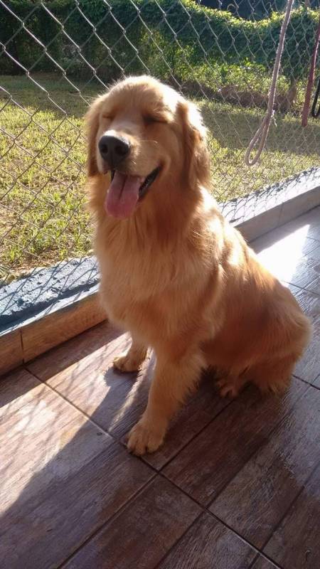 Adestradores de Cães Golden Raposo Tavares - Adestrador Canino