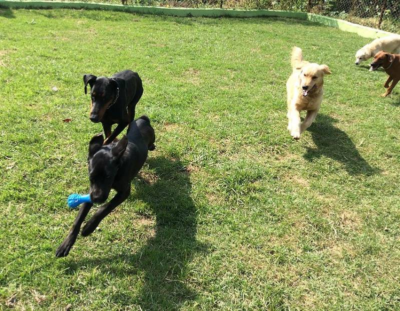 Adestradores e Hotel para Cães Jardim Bonfiglioli - Adestramento para Cão de Guarda