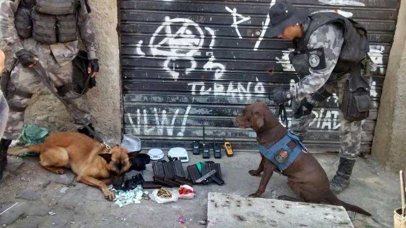Adestradores para Cães de Faro Higienópolis - Adestrador Canino