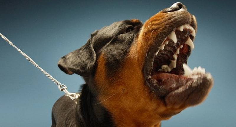Adestradores para Cão Anti Social Rio Pequeno - Adestrador para Cachorro Bravos