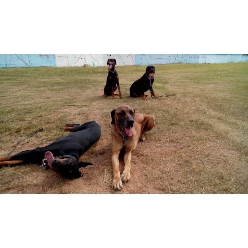 Adestramento Básico para Cachorros Higienópolis - Adestramentos para Cachorros