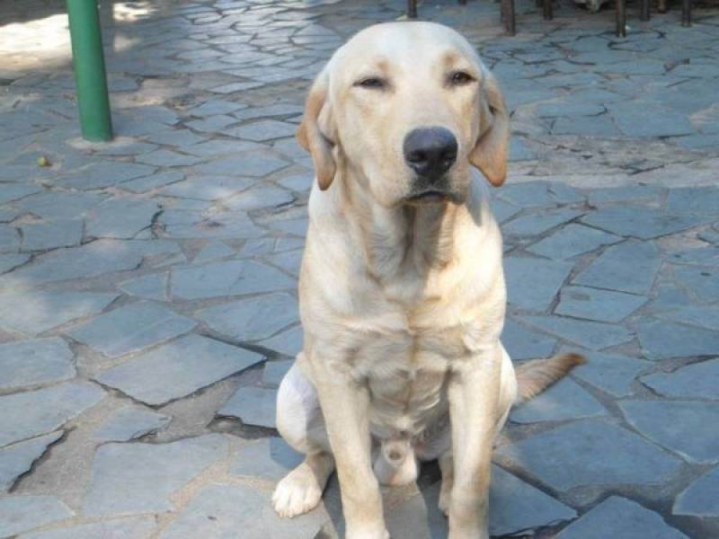 Adestramento Cachorro Basset Valores Granja Viana - Adestramento Cão Guia