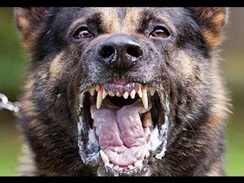 Adestramento Cachorro Bravo Preço Bom Retiro - Como Adestrar Cão Bravo