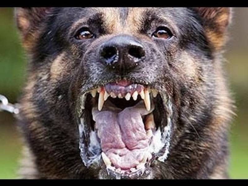 Adestramento Cachorro Bravo Preço Barueri - Adestrador de Cão Bravo