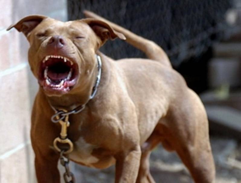 Adestramento Cachorro Bravo Rio Pequeno - Adestramento de Cães Anti Social