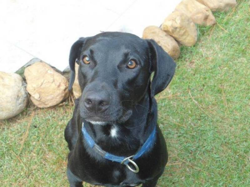 Adestramento Cachorro Filhote Raposo Tavares - Adestrar Cachorro Fujão