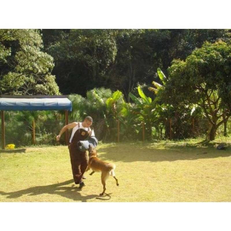 Adestramento Cachorro Parar Latir Aldeia da Serra - - Adestramento de Cachorro em SP
