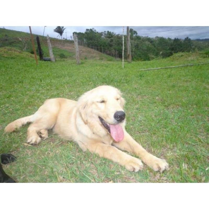 Adestramento Cachorro Pastor Alemão Vila Madalena - Adestramentos para Cachorro
