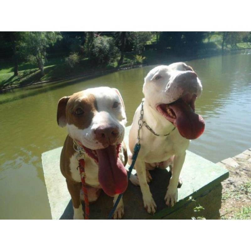 Adestramento Cachorros Filhotes Santana de Parnaíba - Adestramento de Cachorro em Itapevi