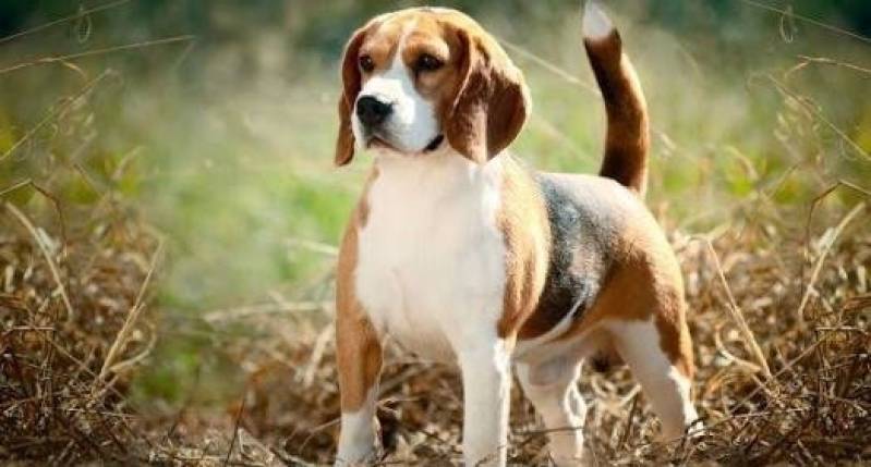 Adestramento Cão de Guarda Preços Aldeia da Serra - - Adestrar Cachorro Beagle