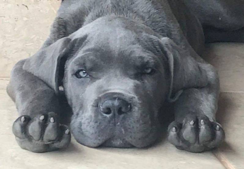 Adestramento Cão Guarda Valor Granja Viana - Adestrar Cachorro Hiperativo