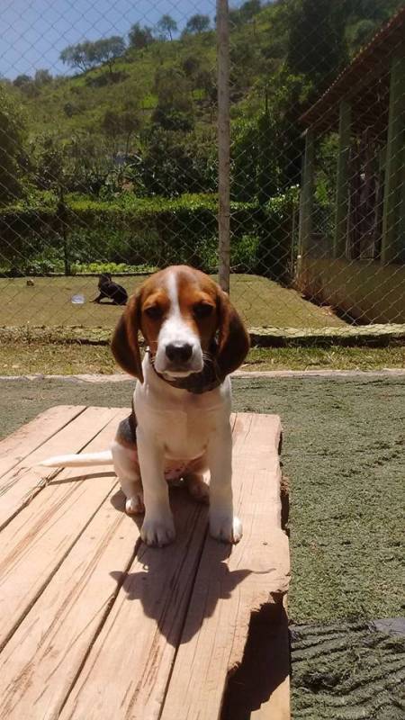 Adestramento Cão Guia Preços Higienópolis - Adestrar Cachorro Beagle