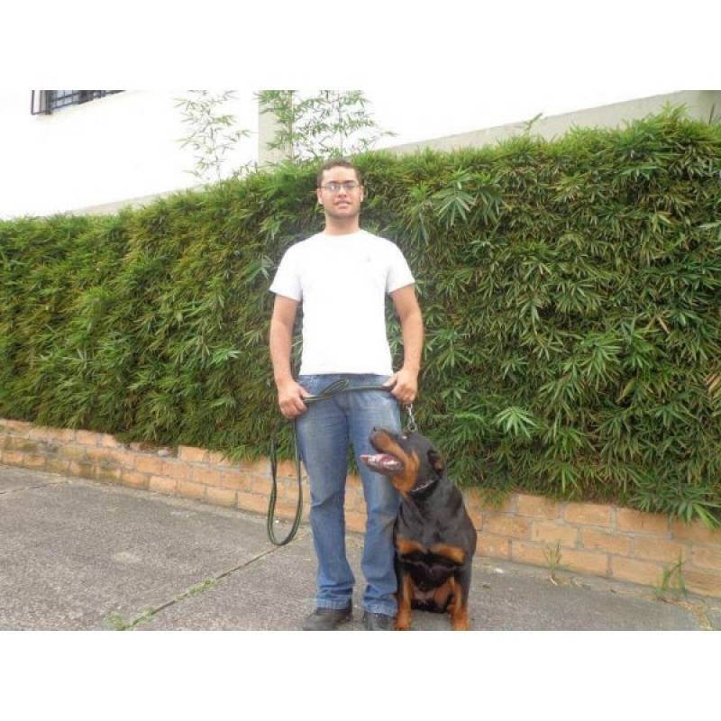 Adestramento Cão Guia Santana de Parnaíba - Adestrar Cachorro Filhote Pit Bull