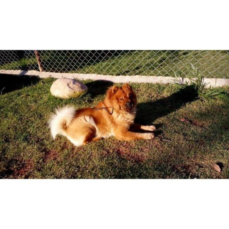 Adestramento Cão Tamboré - Adestramento de Cães em SP