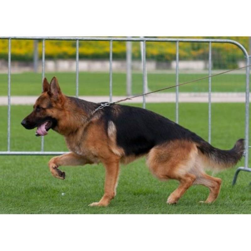Adestramento de Cachorro  Preço Santana de Parnaíba - Adestramento em Cachorros