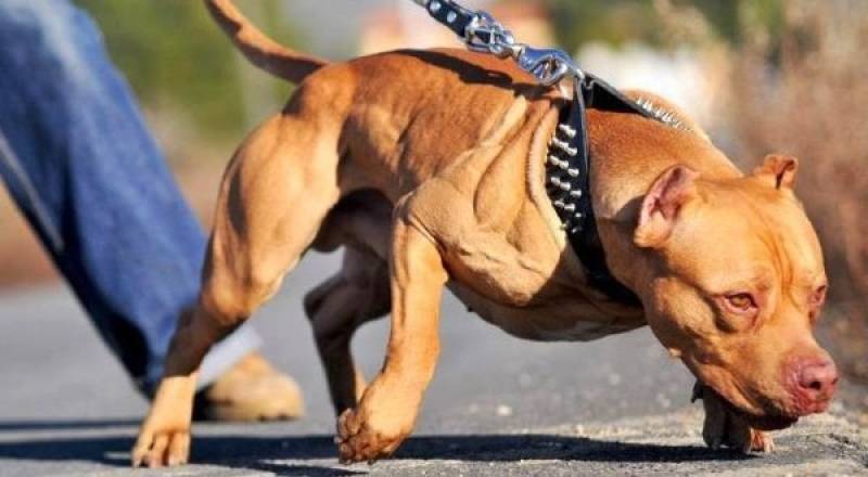 Adestramento de Cachorro Selvagens Preço Itapevi - Adestrador de Cachorros Bravos