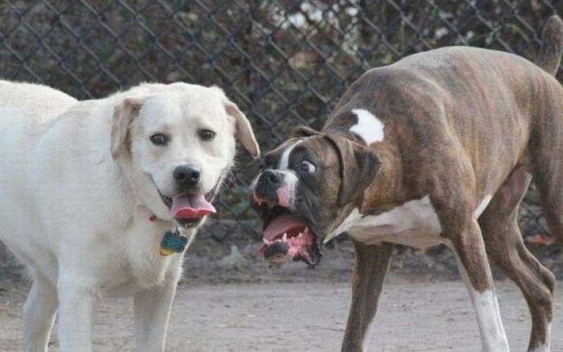 Adestramento de Cachorro Selvagens Osasco - Adestrador Profissional para Cães Bravos