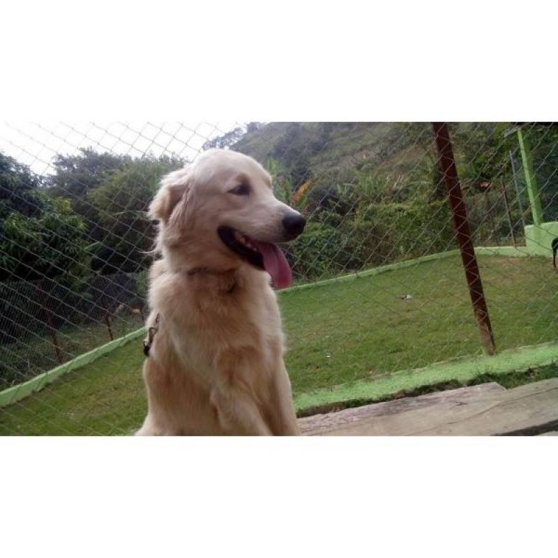 Adestramento de Cachorro Santana de Parnaíba - Adestramento de Cachorro