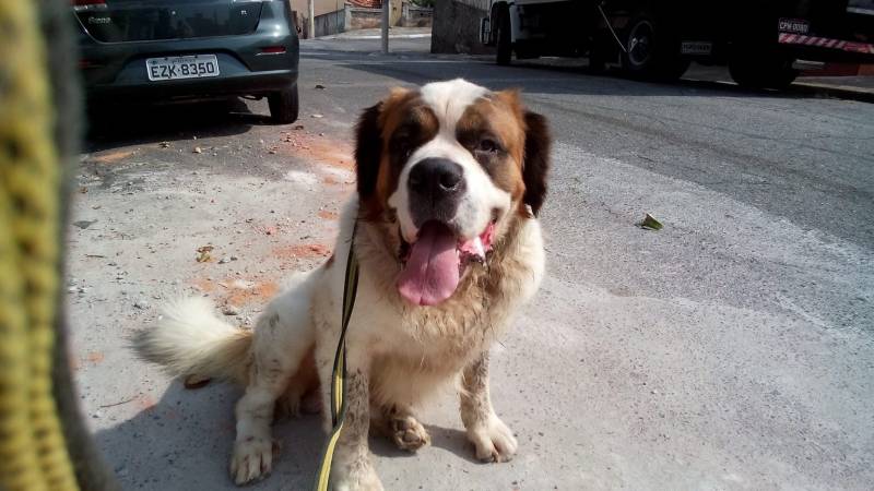 Adestramento de Cachorros Bravos Preço Vila Olímpia  - Adestrador Profissional para Cães Bravos