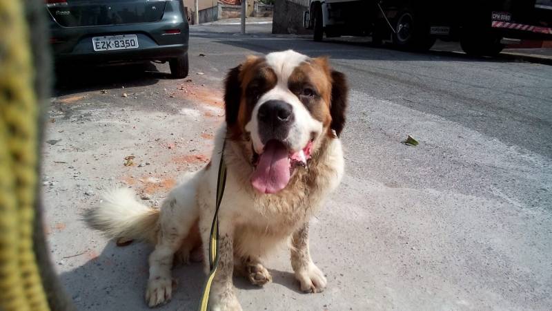 Adestramento de Cachorros Bravos Preço Alto da Lapa - Adestramento Cachorro Bravo