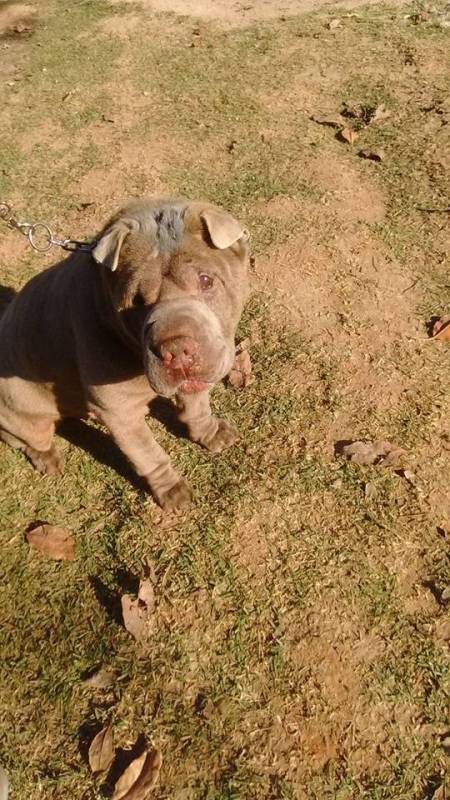 Adestramento de Cachorros Bravos Barueri - Adestrador para Cachorro Bravos